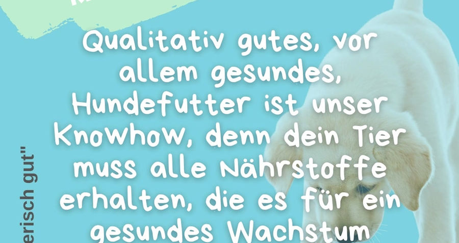 1_Hund_allgemein